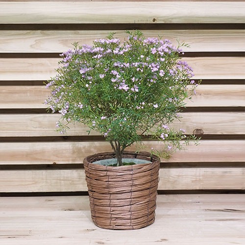 MHスタックブラウン 6号