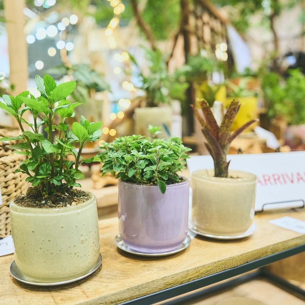 DGガラスアールポット＆ソーサーH9 ピーチ