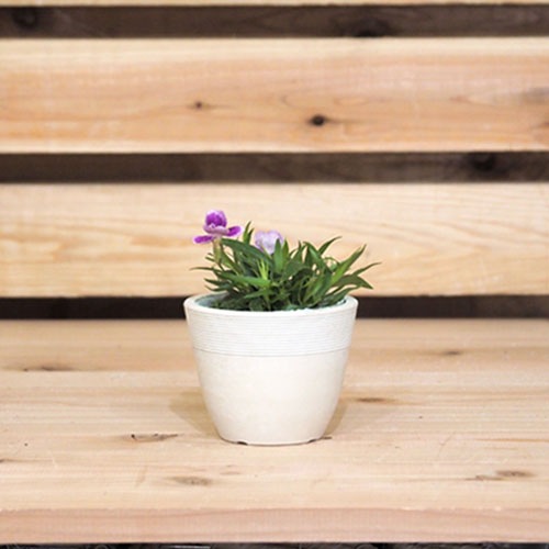 SKベーシックポット10xH8 ミルキー