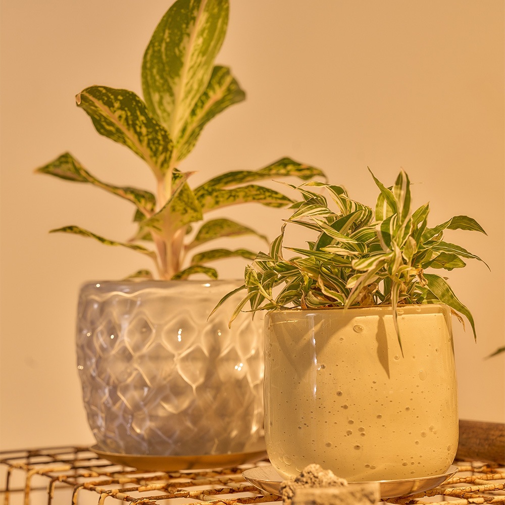 DGガラスアールポット＆ソーサーH9 ソフトイエロー