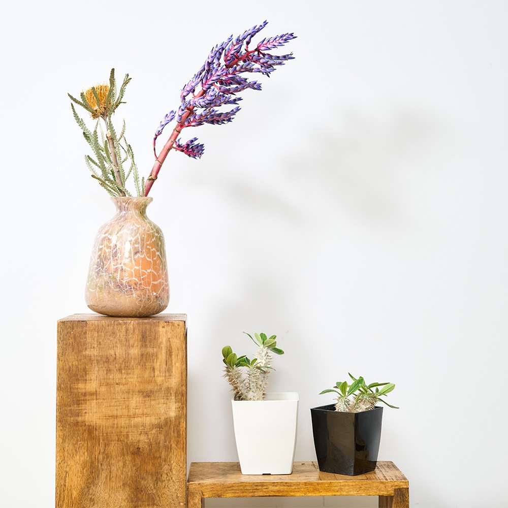 DGラヴィッシュボトルH16 クラックライト