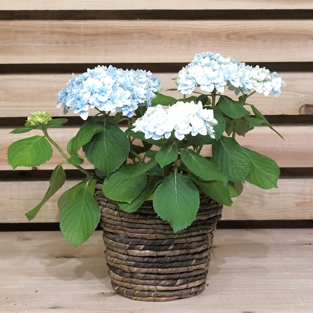 ポットクラシック 5号