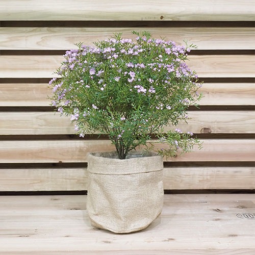 MHジュート麻ポット6号用