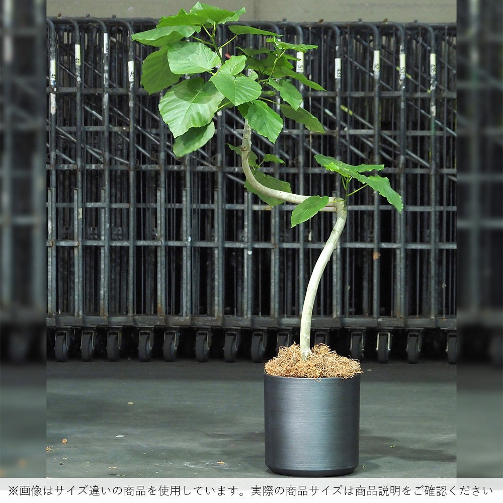 FR円柱ブラックストーンLLφ43×H43.5