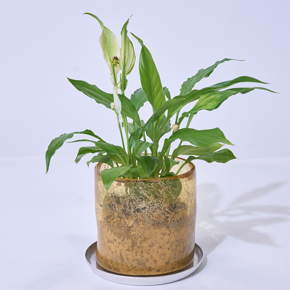 DGガラスナローポット＆ソーサーH10 サンシャイン