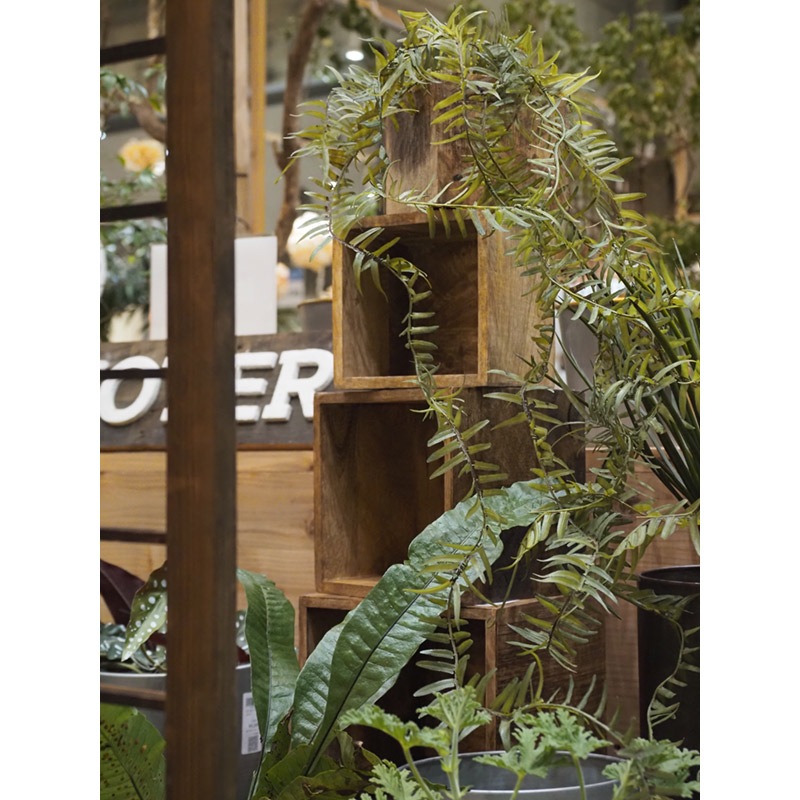 AMナチュラルウッドキューブBOX 13.5xH12.5