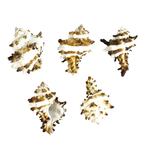 @ロックシェル 5個入