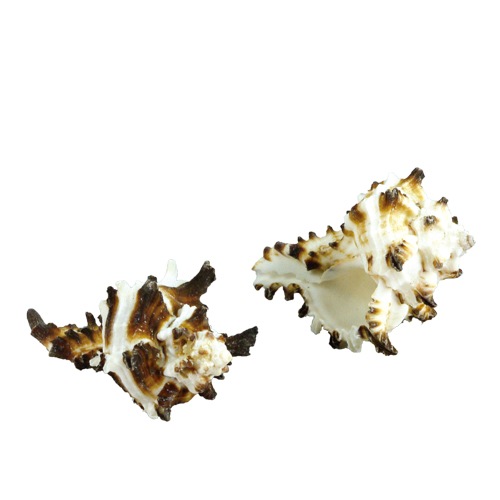 @ロックシェル 5個入