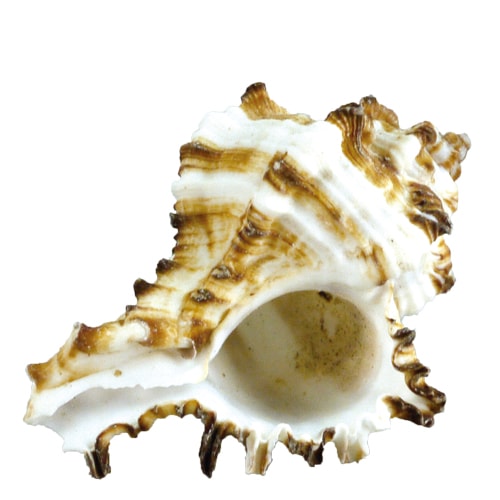 @ロックシェル 5個入