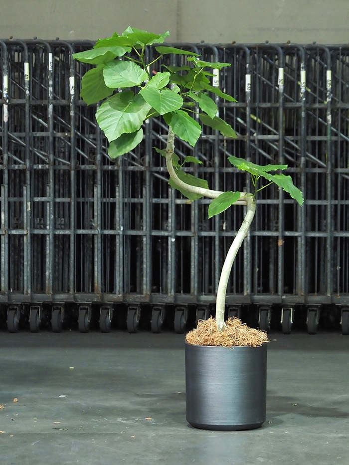 FR円柱ブラックストーンLφ35×H35.5