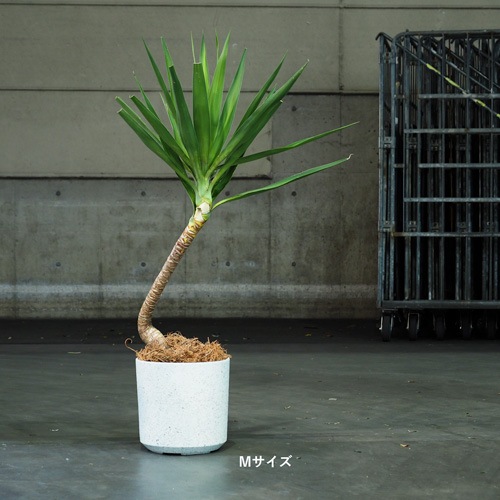 FR円柱ホワイトストーンM φ28×H28