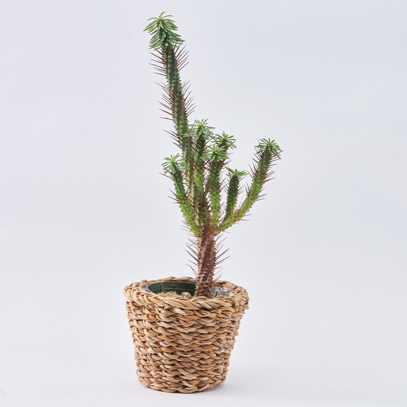 BBホグラナチュラル3号 φ12xH9.5