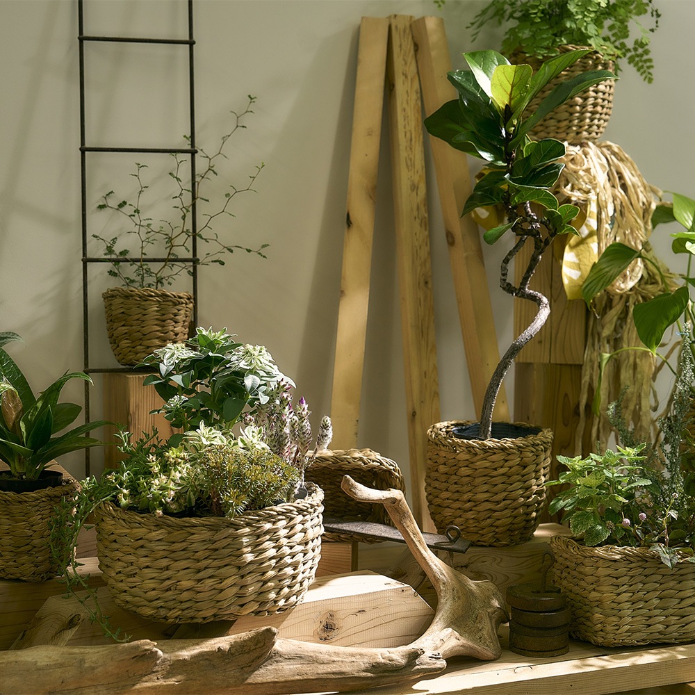 BBホグラナチュラル3号 φ12xH9.5