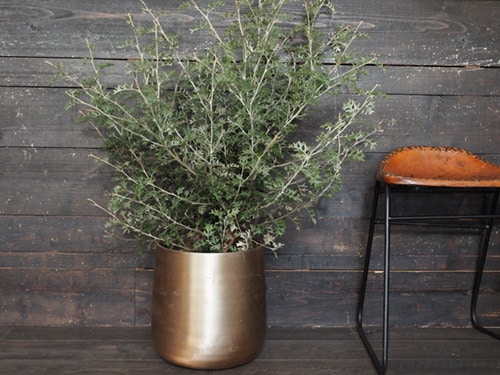 AM8ベース ゴールドH31