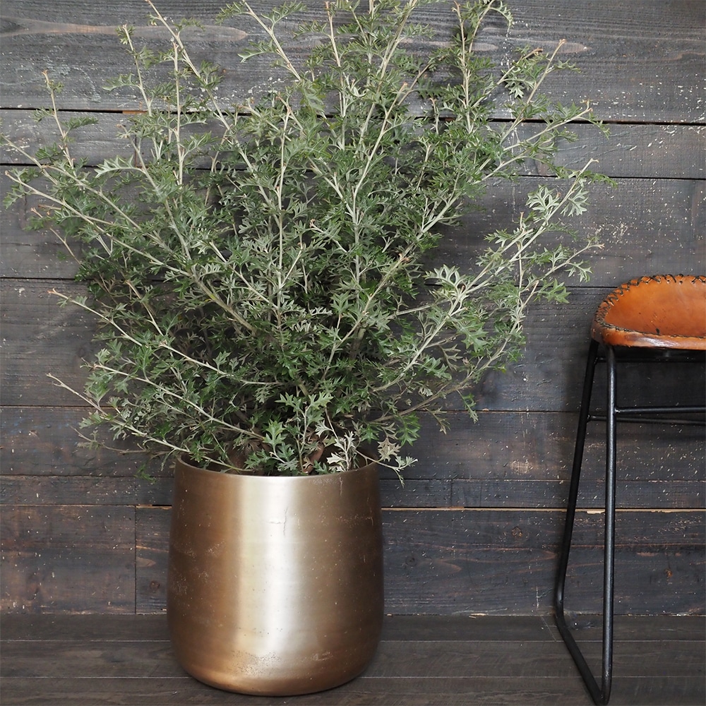 AM8ベース ゴールドH31