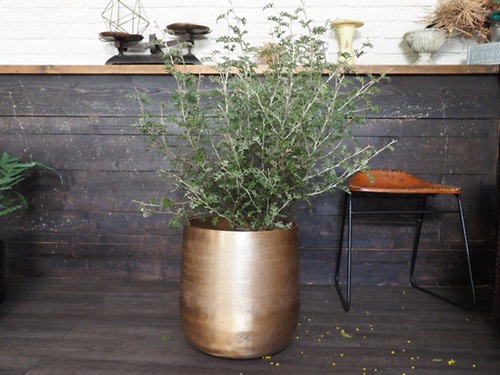 AM10ベースゴールド H37