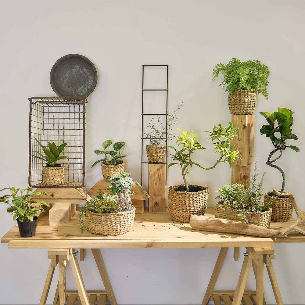 BBホグラナチュラル6号 φ23xH20