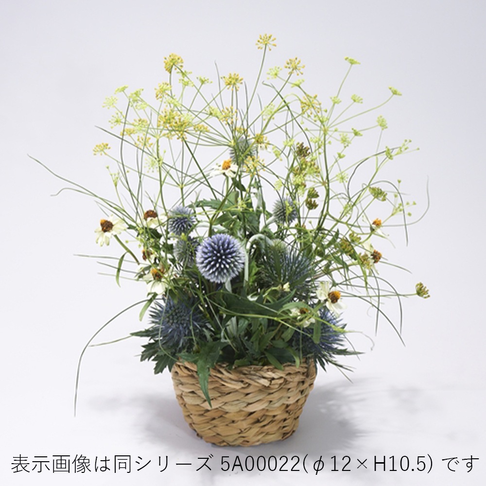 BBホグラナチュラル7号 φ29xH28