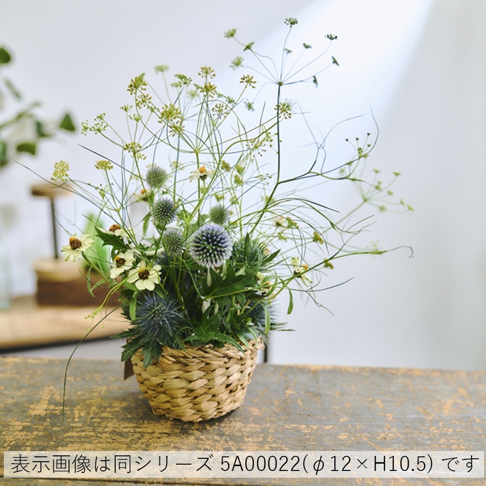 BBホグラナチュラル8号 φ32xH30