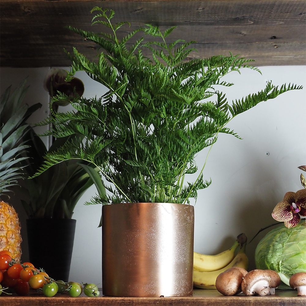 AMシリンダーポット ゴールドH14.5