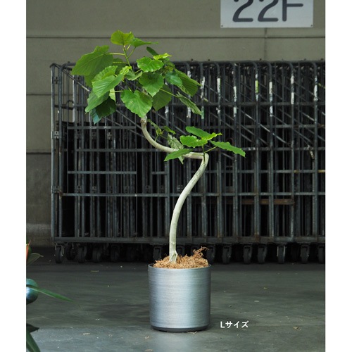 FR円柱ブラッシュドスチールSφ21×H21