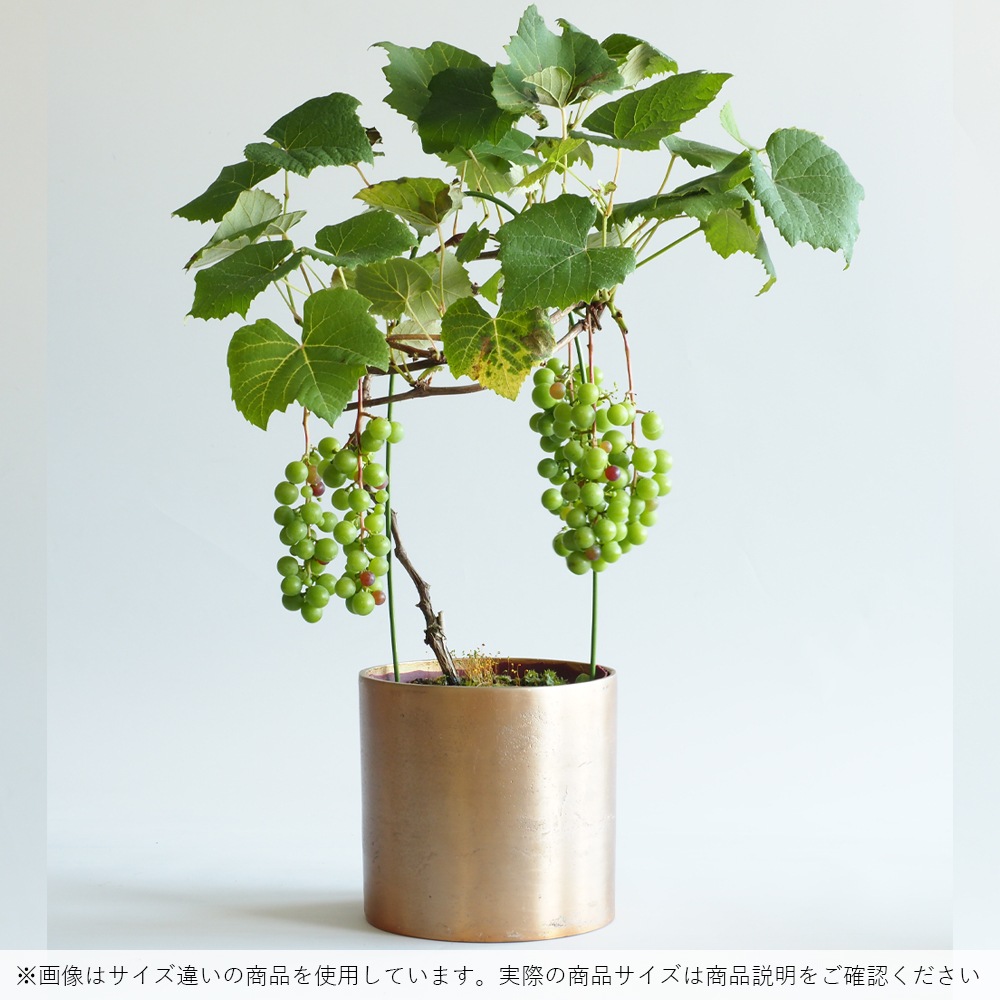 AMシリンダーポット ゴールドH21.5