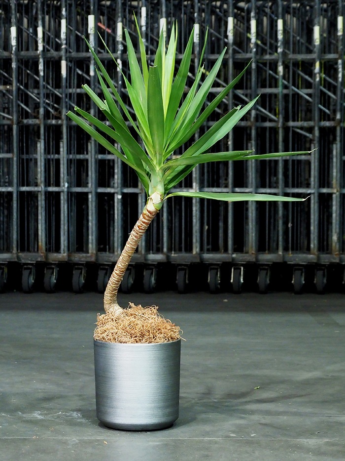 FR円柱ブラッシュドスチールMφ28×H28