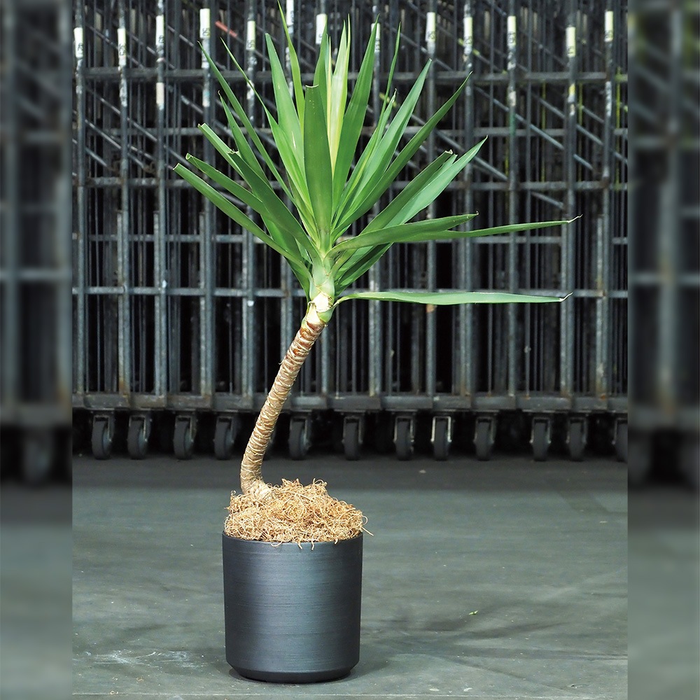 FR円柱ブラックストーンMφ28×H28