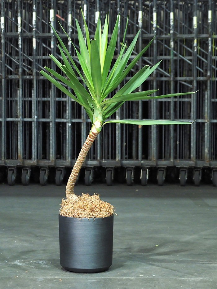 FR円柱ブラックストーンMφ28×H28