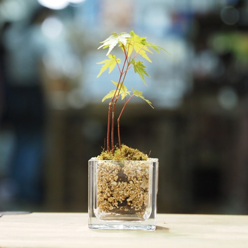 【割れない花瓶!?ポリカ】PVキューブ 6×H6