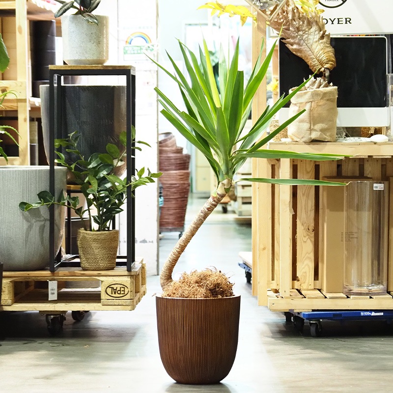 【予約商品】【再入荷】FRノルディックポットシダーブラウンM φ37×H37.5