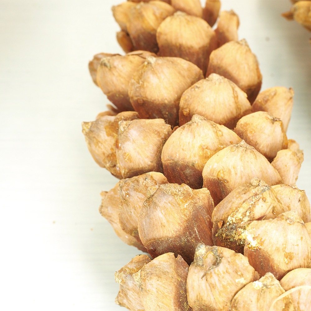 RMストローブパイン S 6個セット