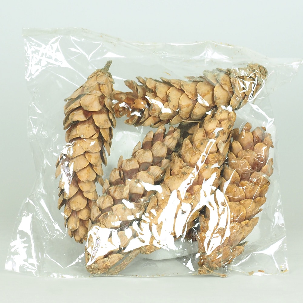 RMストローブパイン S 6個セット