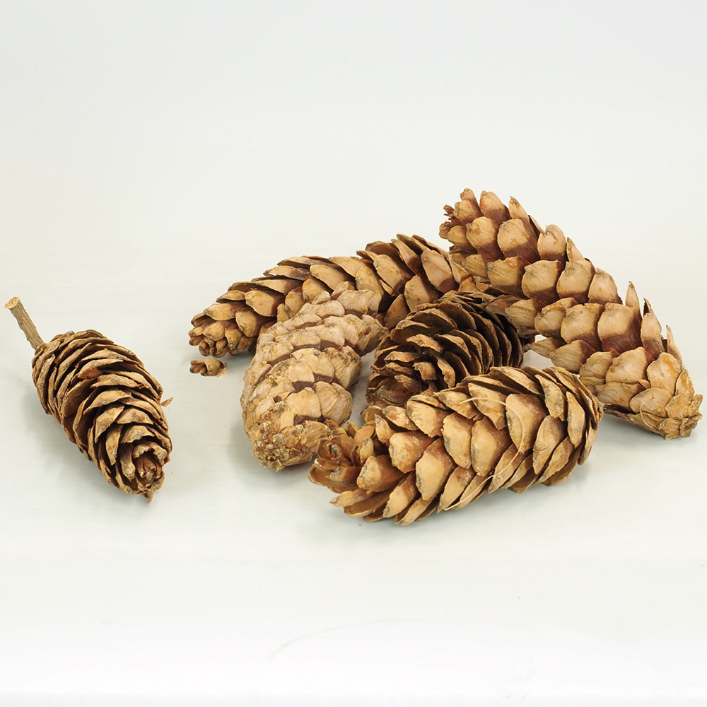 RMストローブパイン S 6個セット