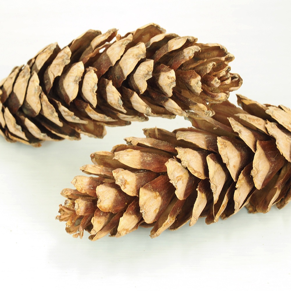 RMストローブパイン S 6個セット