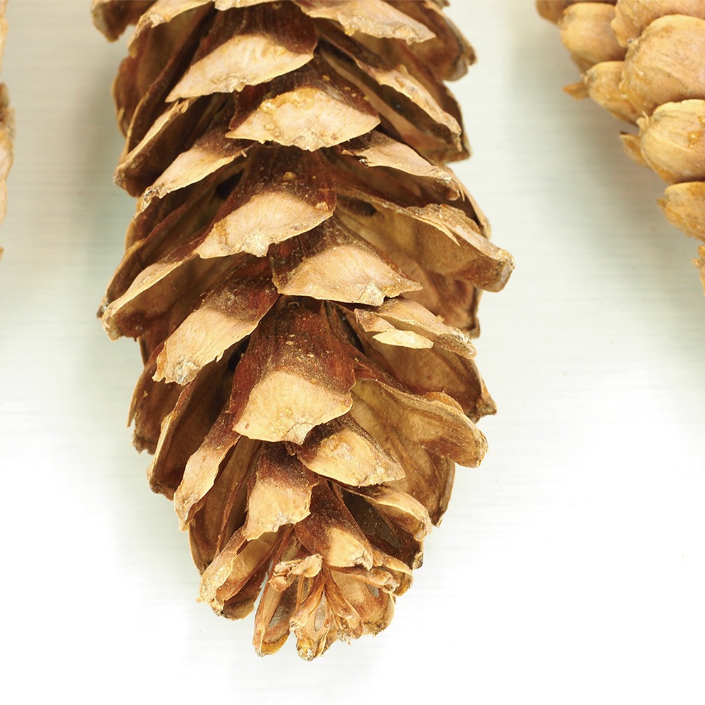 RMストローブパイン S 6個セット