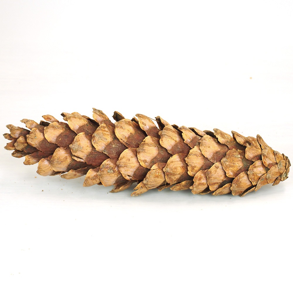 RMストローブパイン M 6個セット