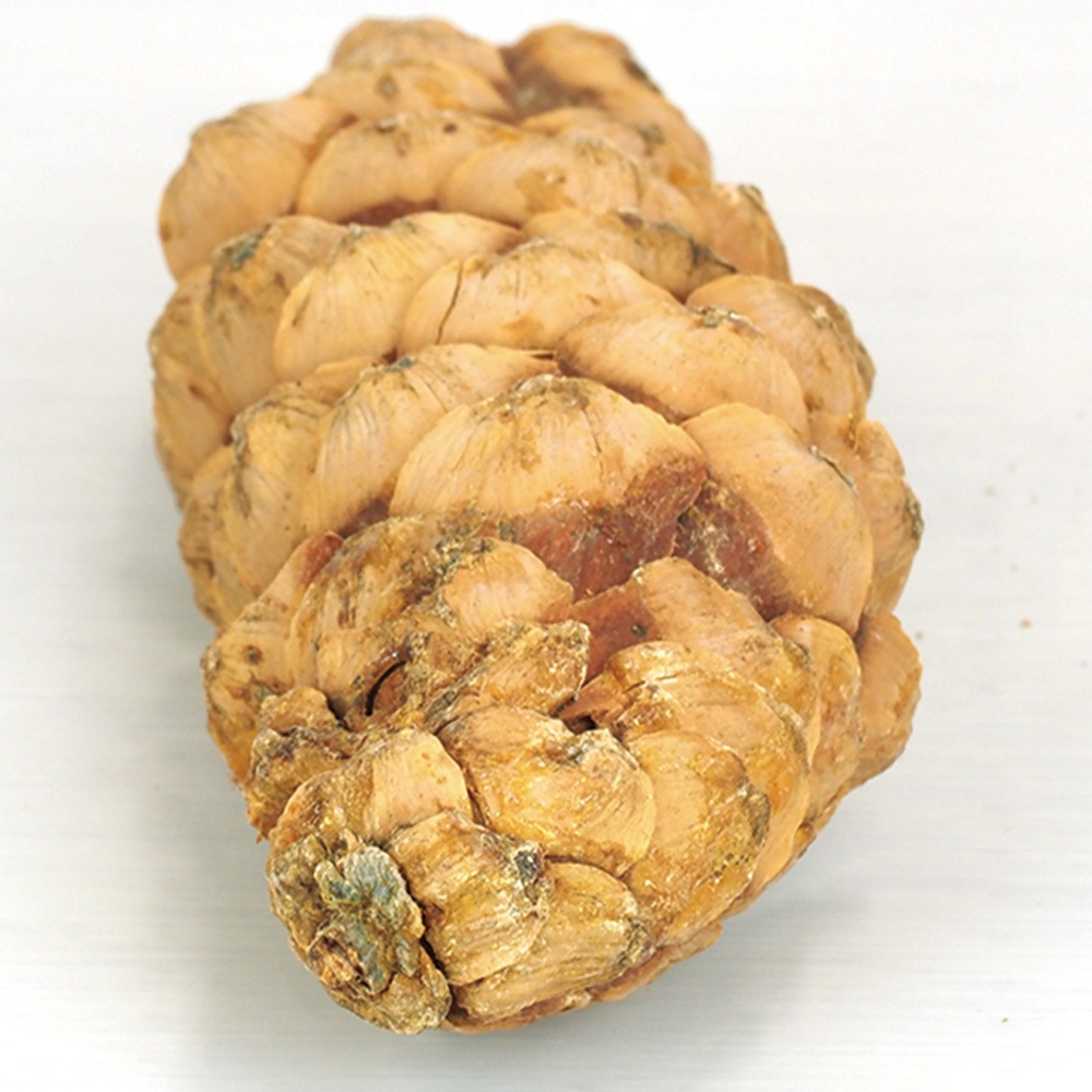 RMストローブパイン M 6個セット