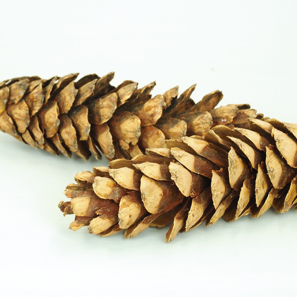 RMストローブパイン M 6個セット