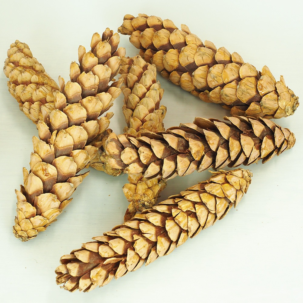 RMストローブパイン L 6個セット