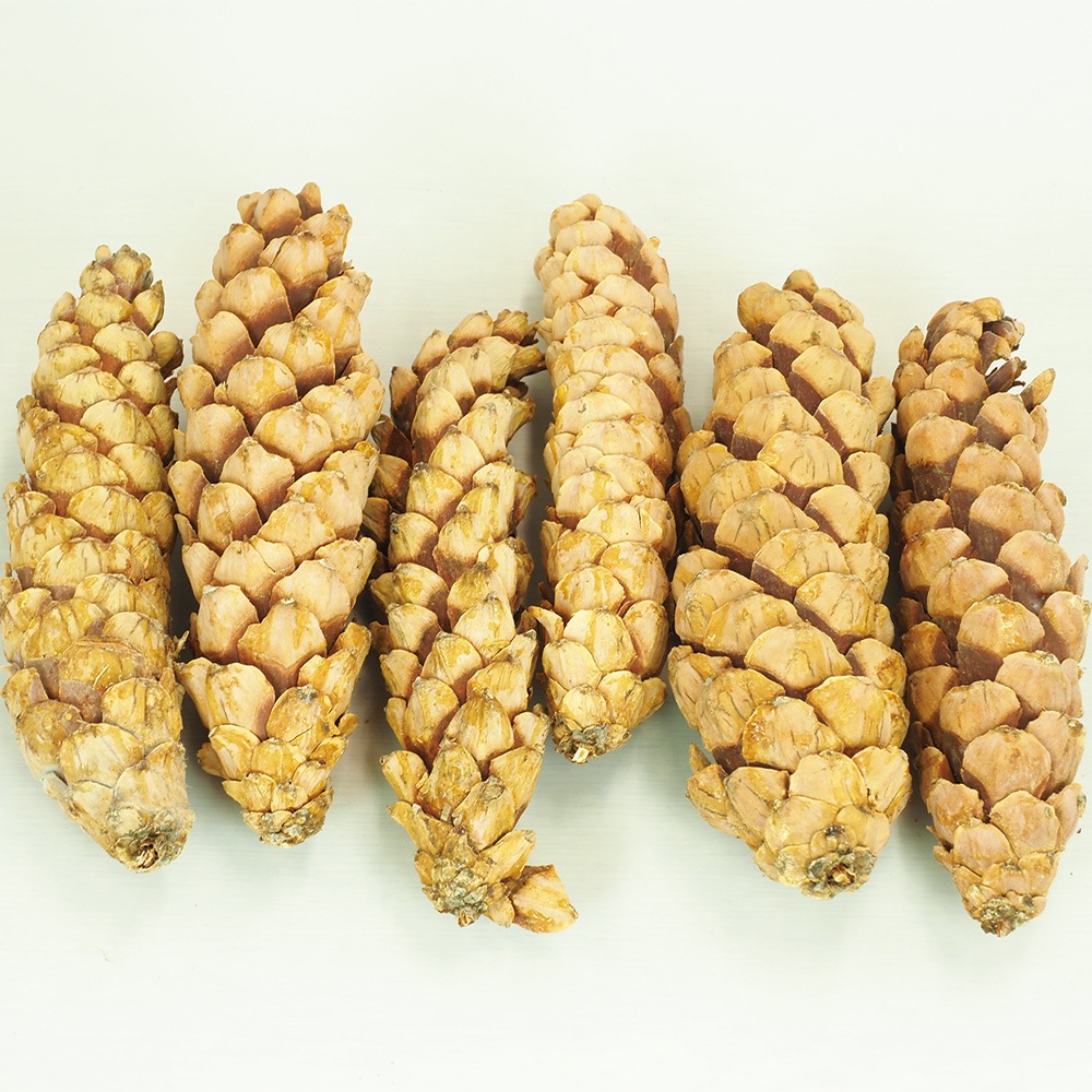 RMストローブパイン L 6個セット