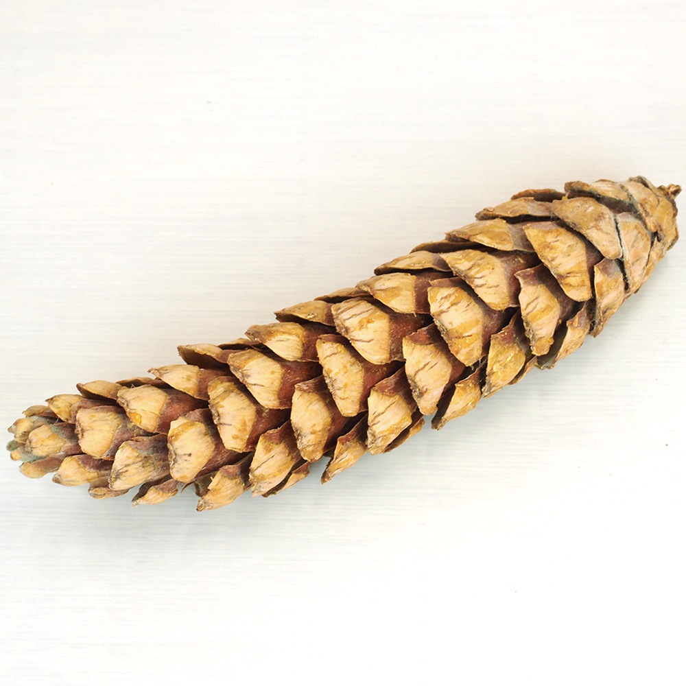 RMストローブパイン L 6個セット