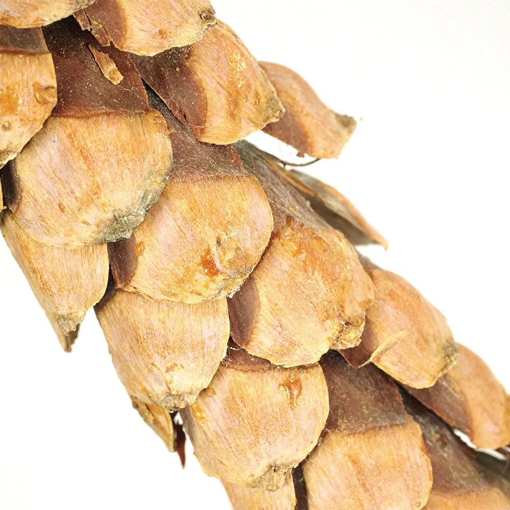 RMストローブパイン L 6個セット