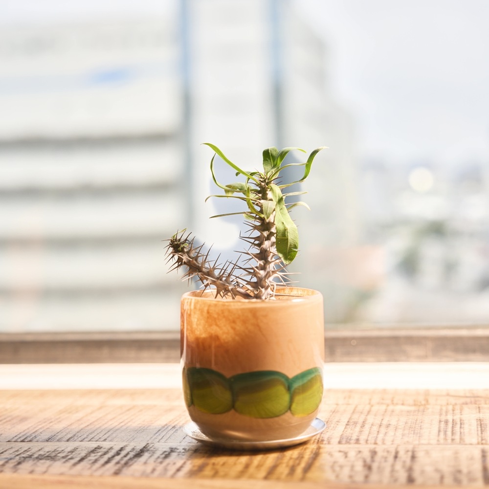 DGガラスアールポット&ソーサーφ10.5xH10.5MML