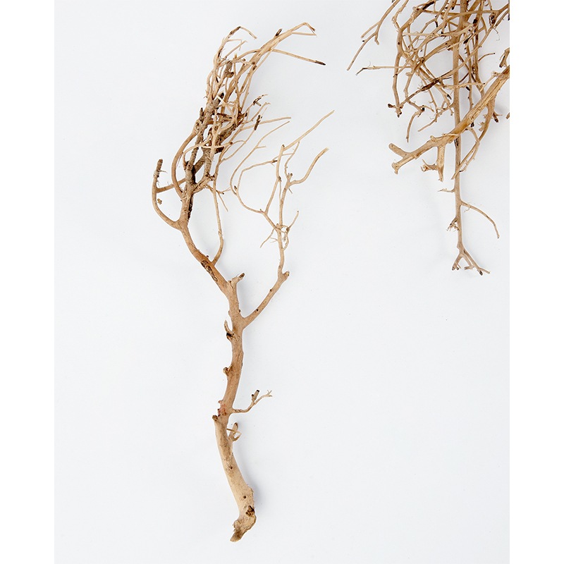 @RMホワイトブッシュ 6個セット