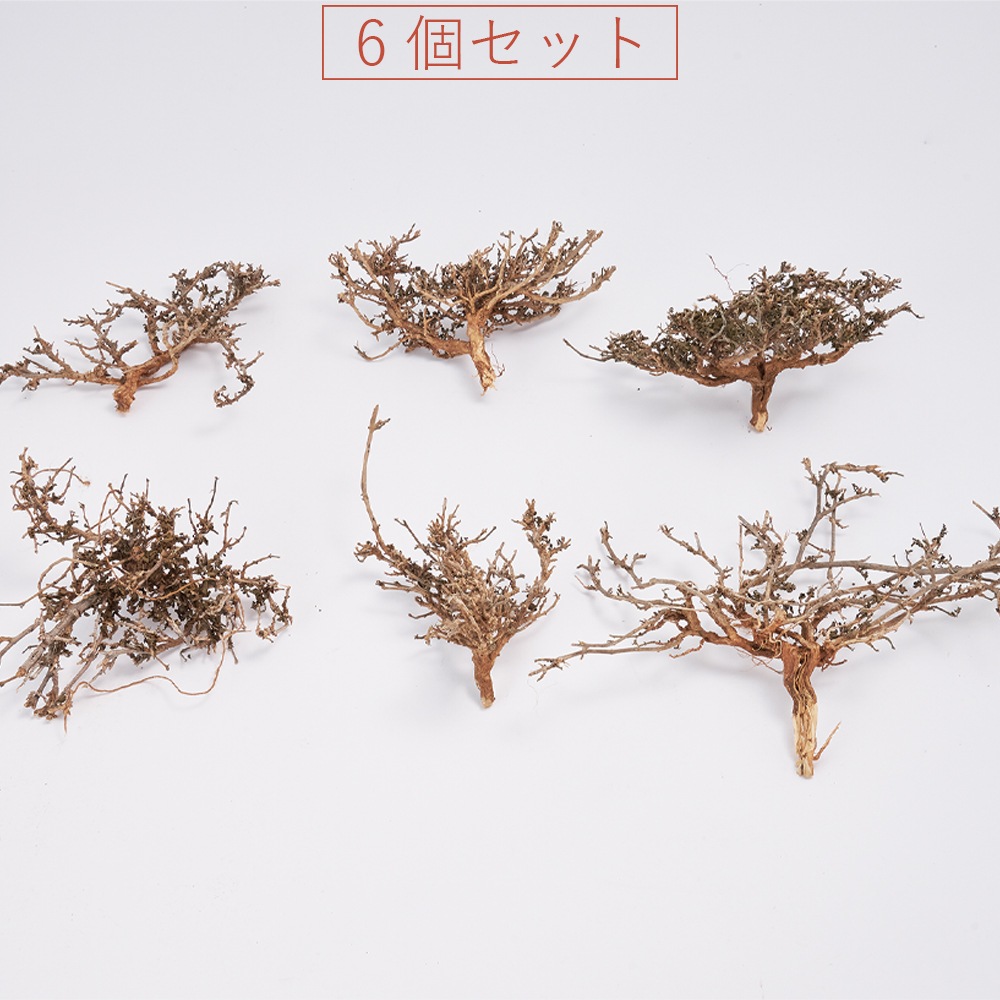 RMドレッドツリー  6個セット