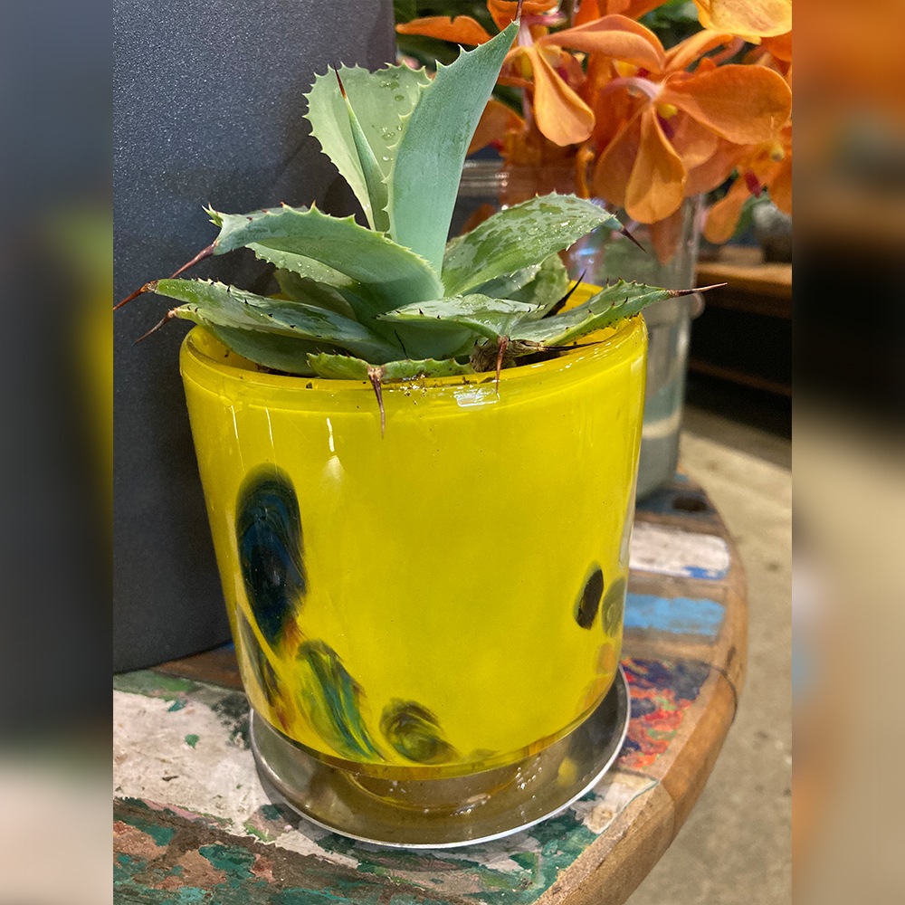 DGガラスステップポット＆ソーサーφ10xH12 イエローフラワー