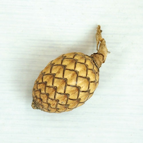 @RMケインフルーツ 約200g
