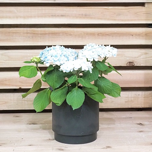 SKステップ 18x18 ブラック