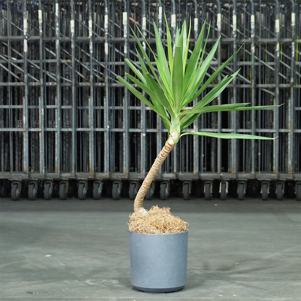 FR円柱ラスティックグレーLφ35×H35.5